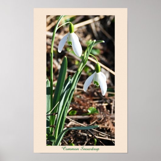 Poster des fleurs de neige communes (Devant)