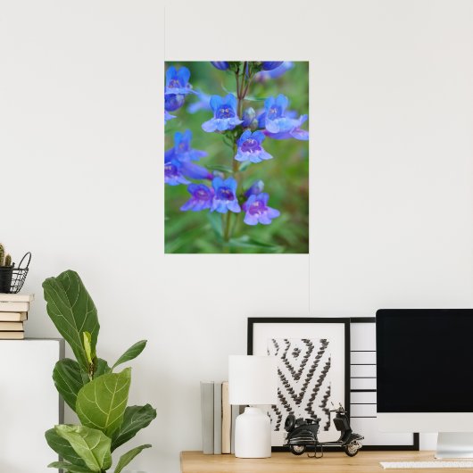 Poster des fleurs de Penstem Bleu (Bureau à domicile)