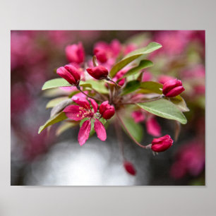 Poster des fleurs de pomme de crabe rouge