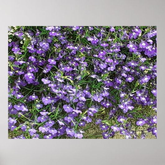 Poster des fleurs de printemps violettes (Devant)