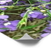 Poster des fleurs de printemps violettes (Coin)