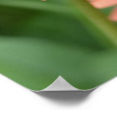 Poster des fleurs d'échinacée Peach (Coin)