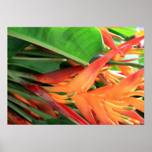 Poster des fleurs d'Heliconia à Hawaï