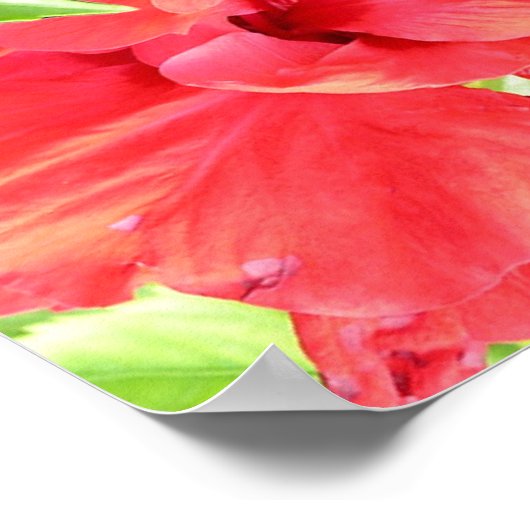 Poster des fleurs d'hibiscus rouges Imprimer (Coin)