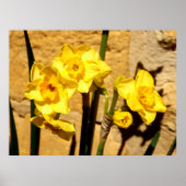 Poster des fleurs Jonquil (Devant)