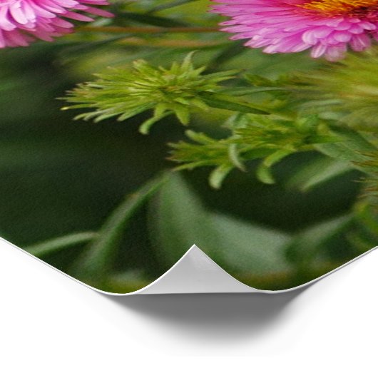 Poster des fleurs rose Aster (Coin)