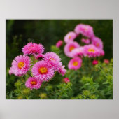 Poster des fleurs rose Aster (Devant)