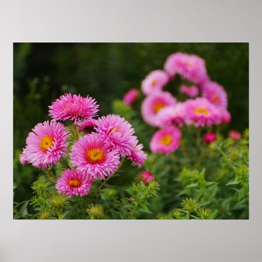 Poster des fleurs rose Aster (Devant)