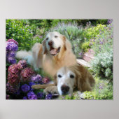 Poster des Golden Buddies (Devant)