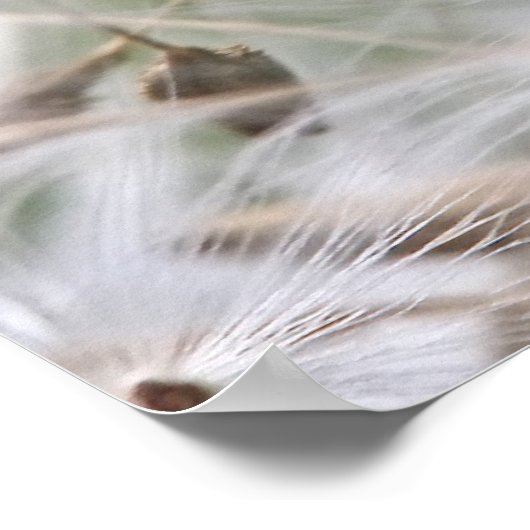 Poster des graines de Dandelion (Coin)