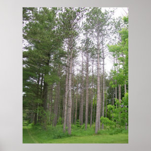 Poster des grands arbres