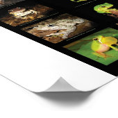 Poster des grenouilles australiennes (Coin)