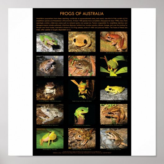 Poster des grenouilles australiennes (Devant)