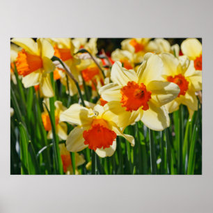 Poster des jonquilles