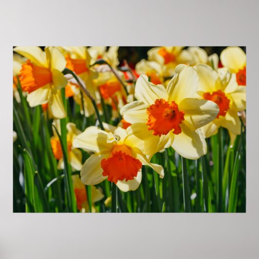 Poster des jonquilles (Devant)