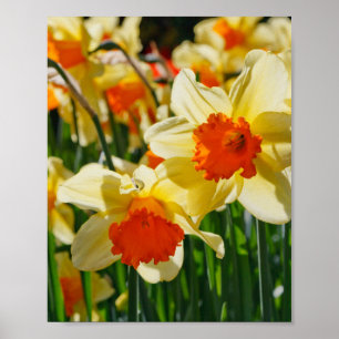 Poster des jonquilles