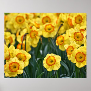 Poster des jonquilles