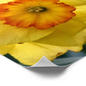 Poster des jonquilles (Coin)