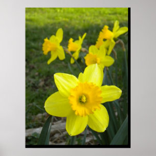 Poster des jonquilles