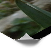 Poster des jonquilles (Coin)