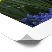 Poster des jonquilles (Coin)