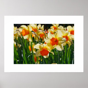 Poster des jonquilles