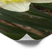 Poster des jonquilles de printemps (Coin)