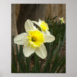 Poster des jonquilles de printemps