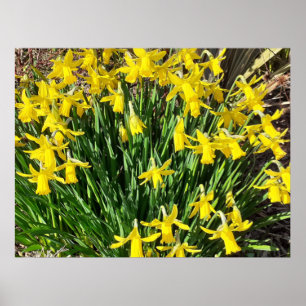 Poster des jonquilles jaunes de printemps