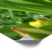 Poster des jonquilles jaunes en betercup (Coin)