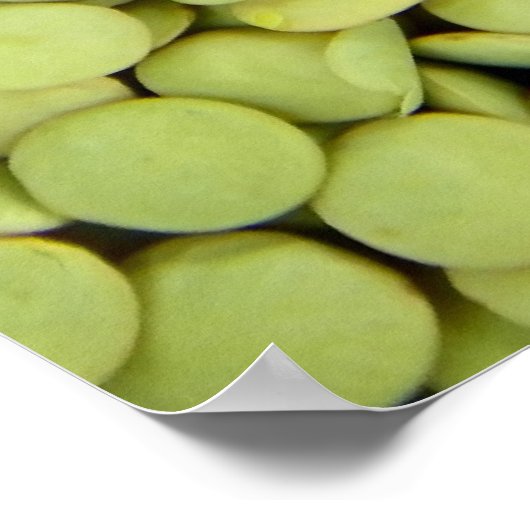 Poster des lentilles (Coin)