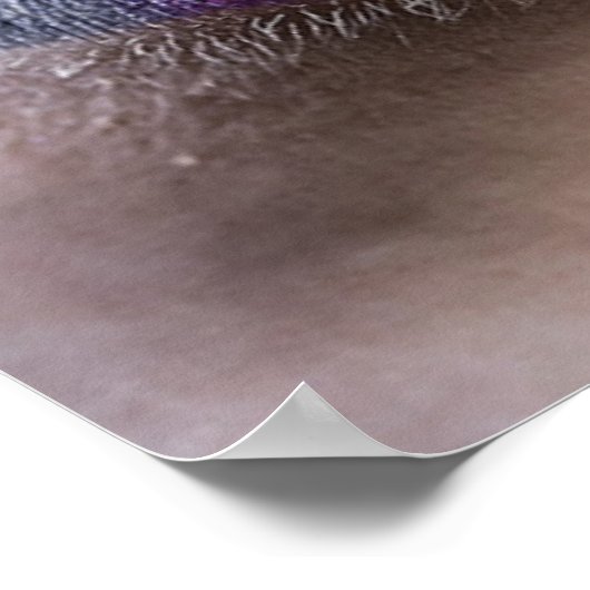 Poster des lèvres arc-en-ciel (Coin)