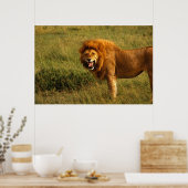Poster des lions (Cuisine)