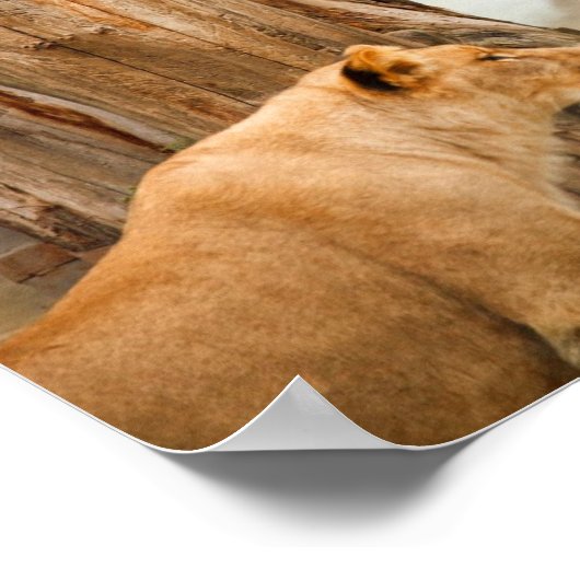 Poster des Lions Regal (Coin)