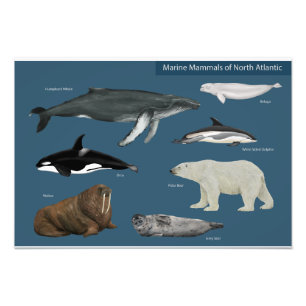 Poster des mammifères marins / Faune