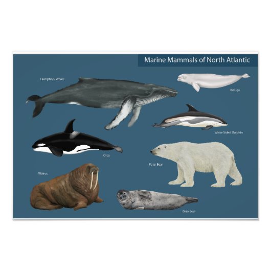 Poster des mammifères marins / Faune (Devant)