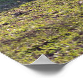 Poster des Mini Chevaux (Coin)