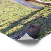 Poster des Mini Chevaux (Coin)