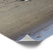 Poster des mouettes sur la plage (Coin)