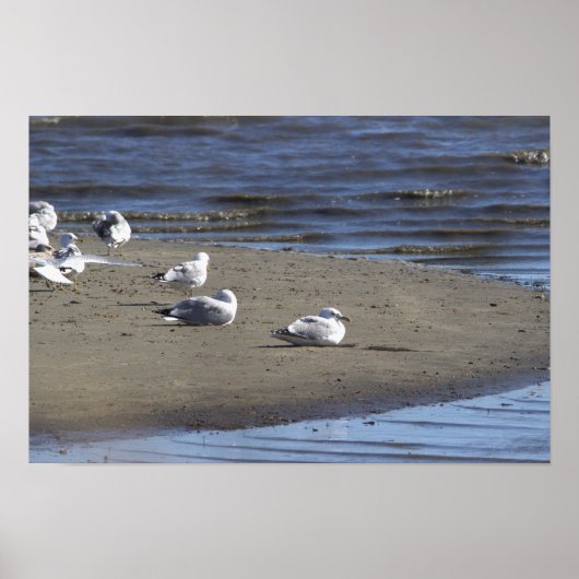 Poster des mouettes sur la plage (Devant)