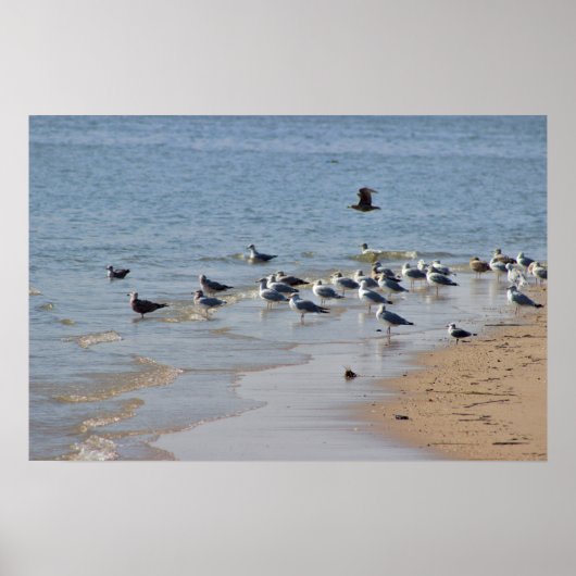 Poster des mouettes sur la plage (Devant)