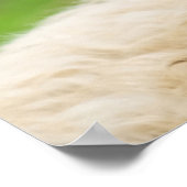 Poster Des moutons gais et rigolos qui sortent la langue (Coin)