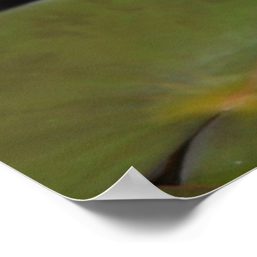 Poster des nénuphars (Coin)