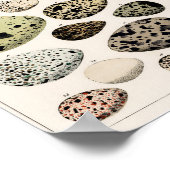 POSTER DES OEUFS D'OISEAUX VINTAGES 1843 ILLUSTRAT (Coin)