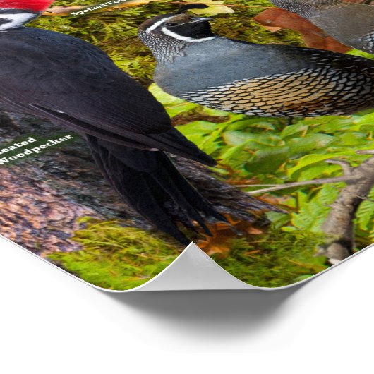 Poster des oiseaux jardins de l'Ouest (Coin)