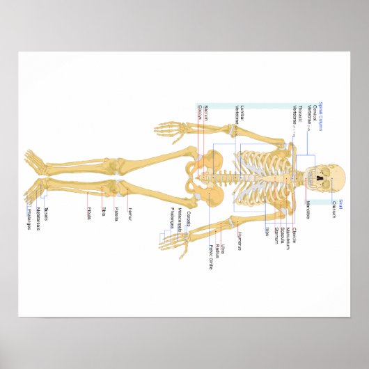Poster des os (Devant)