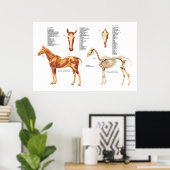 Poster des os et des muscles anatomiques du cheval (Bureau à domicile)