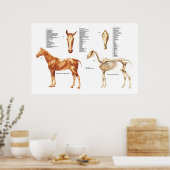 Poster des os et des muscles anatomiques du cheval (Cuisine)