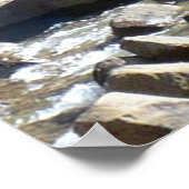 Poster des ours grizzlis (Coin)