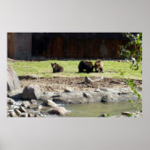 Poster des ours grizzlis (Devant)